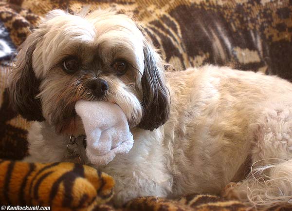 Molly with Ryan's Sock