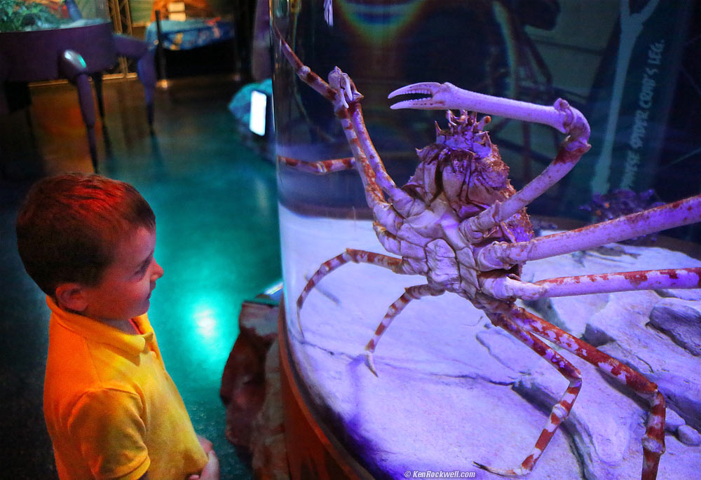 Ryan and the Spider Crab!