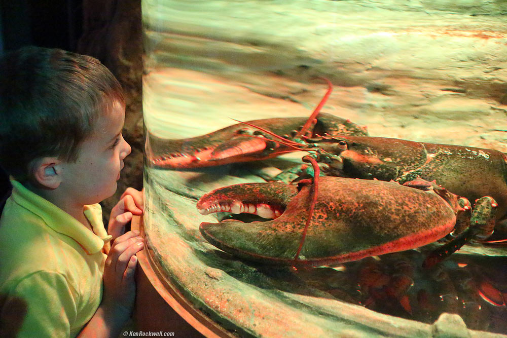 Ryan meets a lobster.