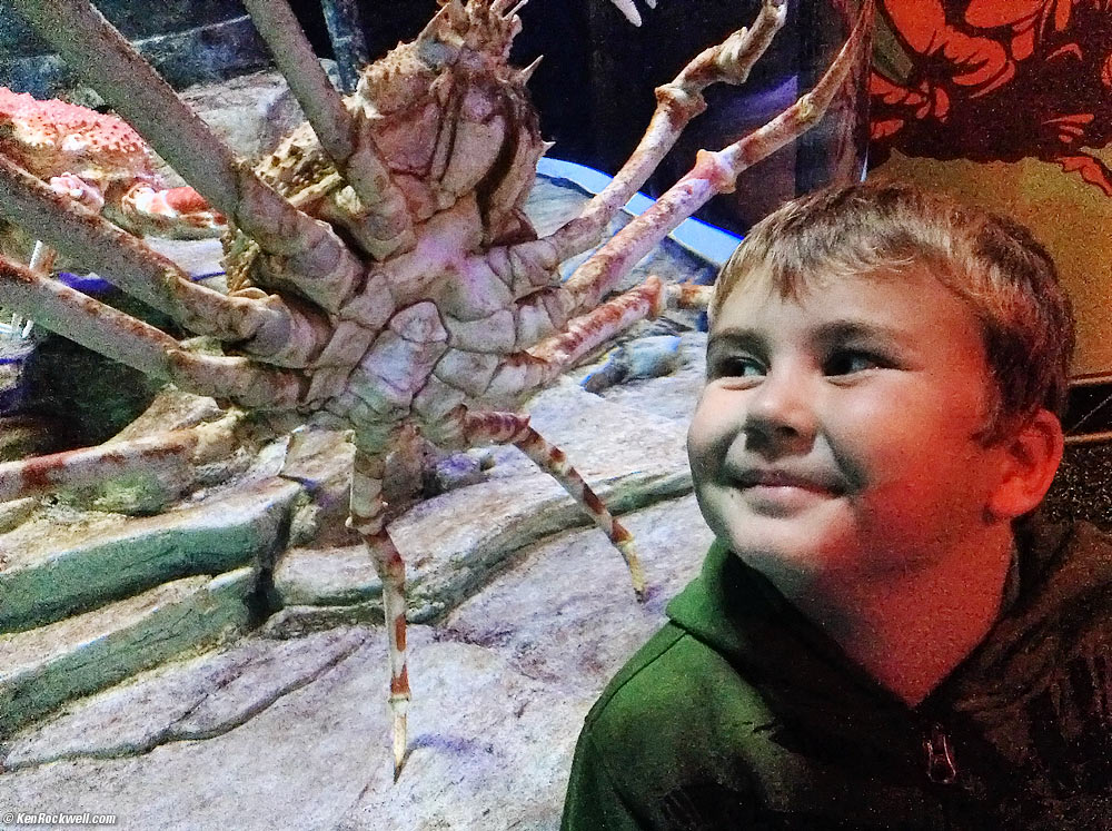 Ryan and the Spider Crab