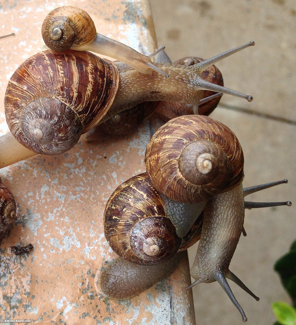 Snail Family