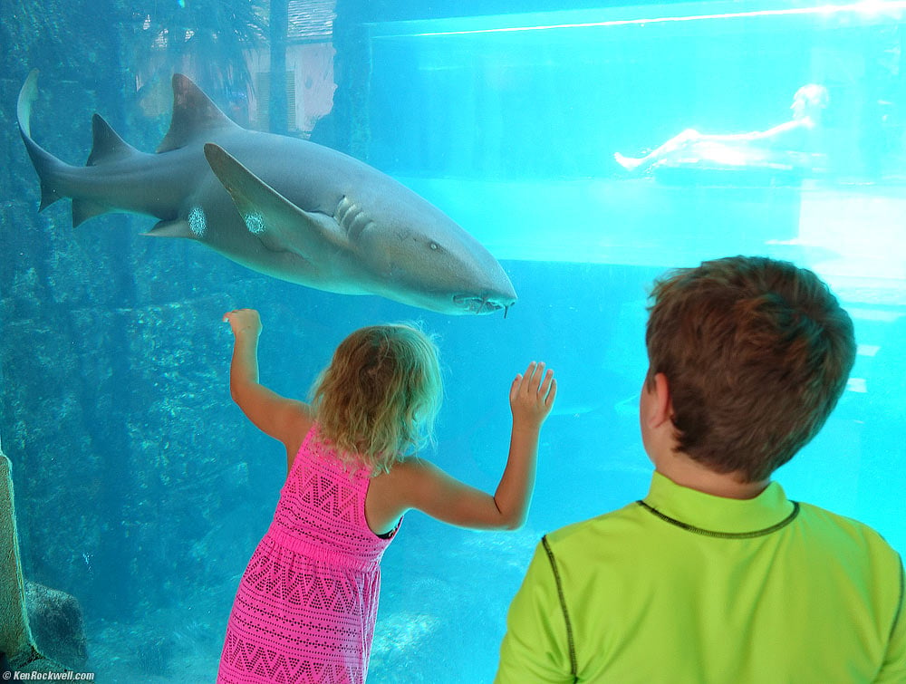 Kids check out the shark