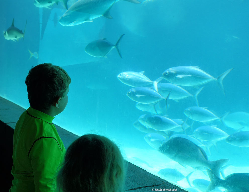 Kids check out fish in a huge aquarium