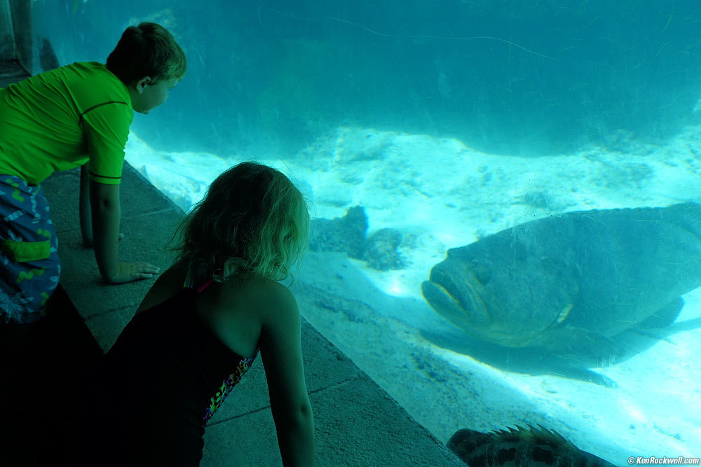 Kids check out a huge fish in a huge aquarium