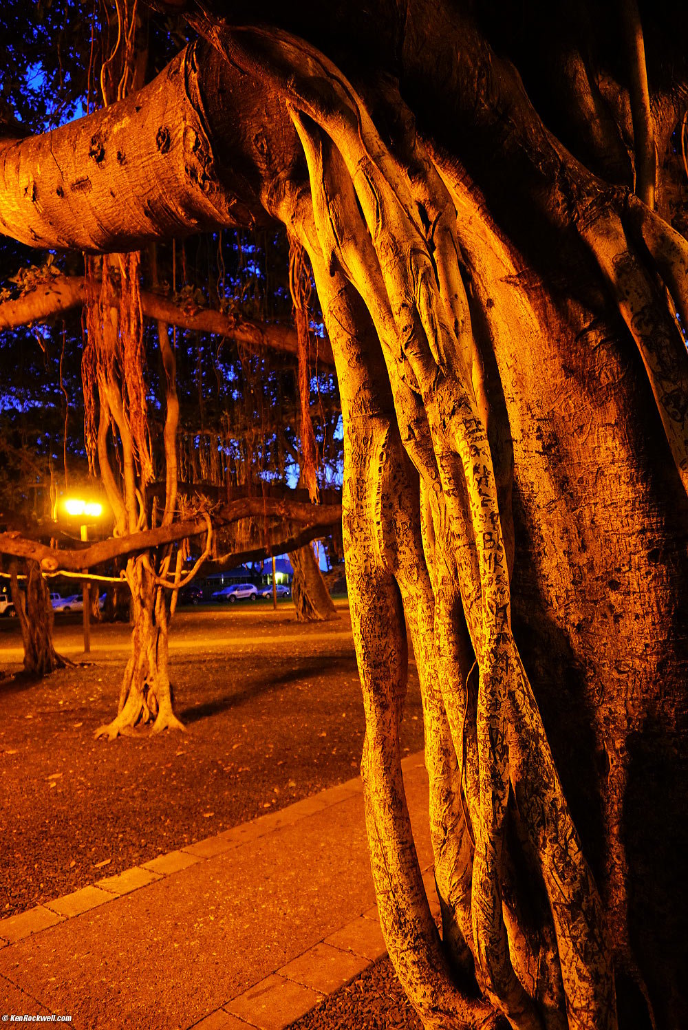 The Banyan Tree at night, Lahaina
