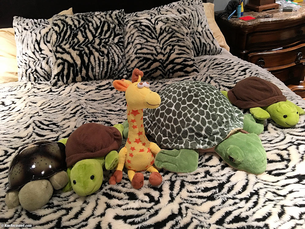 Ryan made his bed, and set up his animals to hold hands. Seen here are Mr. Light Turtle, Mr. Dada Turtle, Geoffrey, Mr. Sea Turtle and Mr. Turtle.