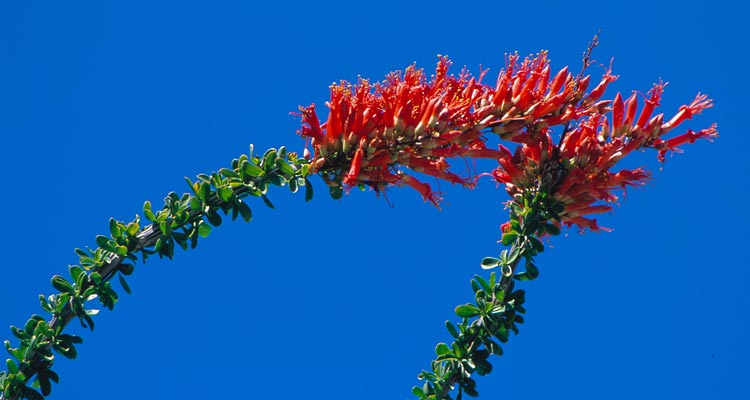 ocotillo