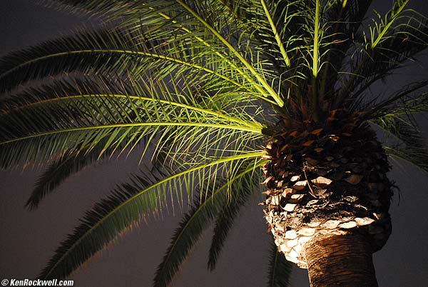 Palm Tree at Night