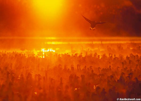 Geese, Bosque del Apache, New Mexixo