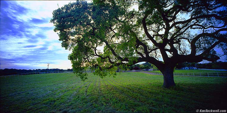 Santa Barbara Oak