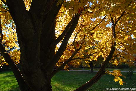 Fall Color