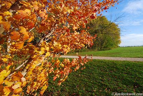 Fall Color