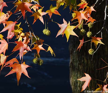 Sweet Gum, Fall Color, Long Island