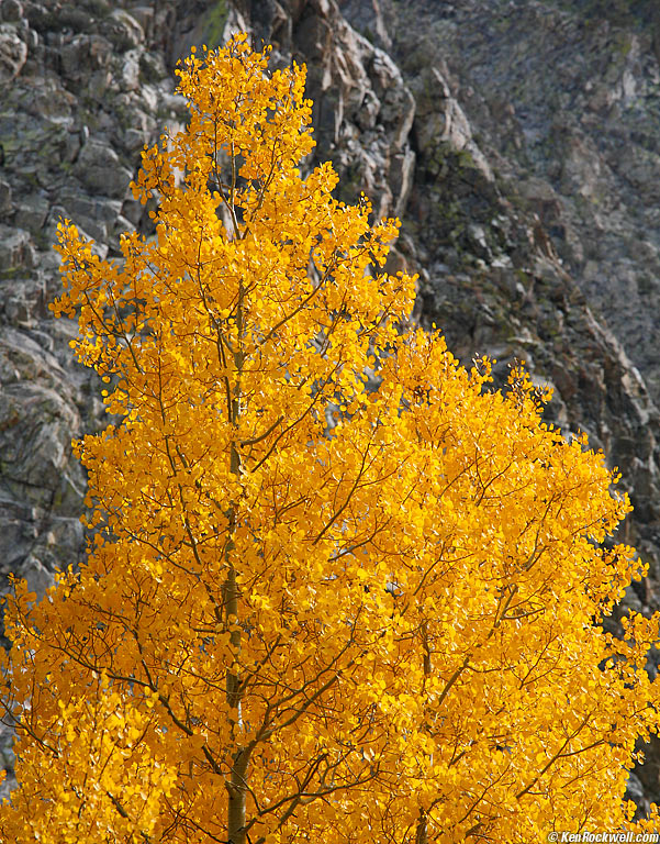 3-D Tree, June Lake Loop, Eastern Sierra, California.