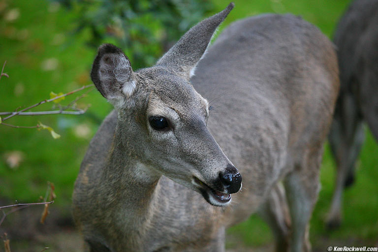 Deer in Compositional Headlights, Yosemite National Park, California.