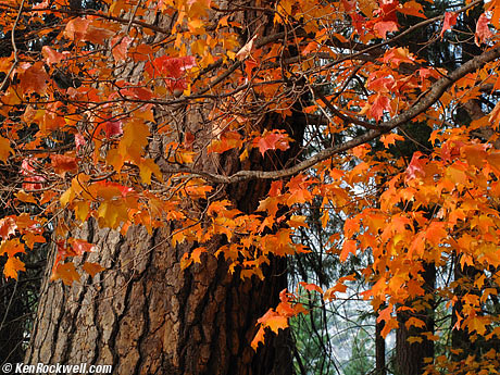 Sugar Maple