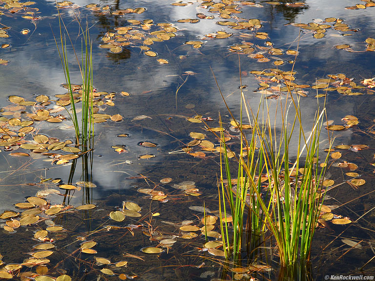 Lake Grass