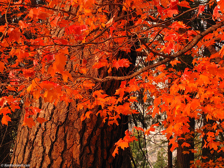 Red Oak