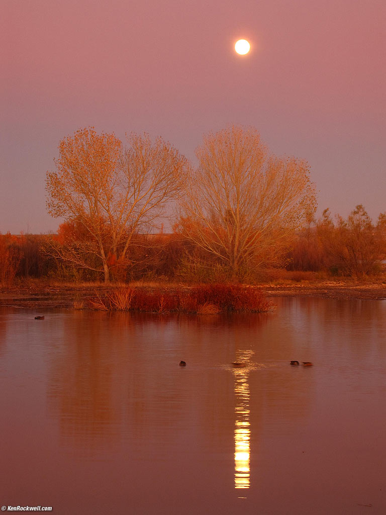 Bosque del Apache, New Mexico.