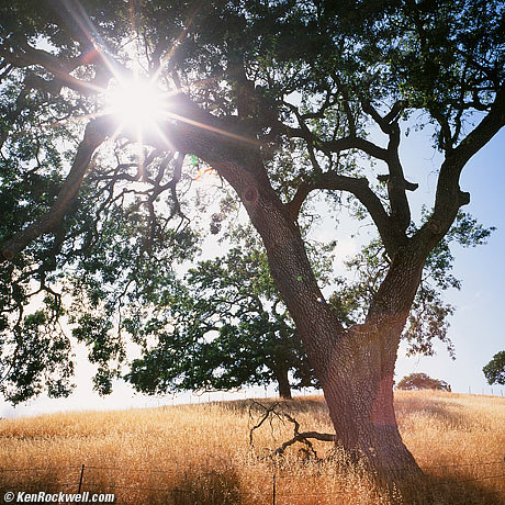 Oak and Sun