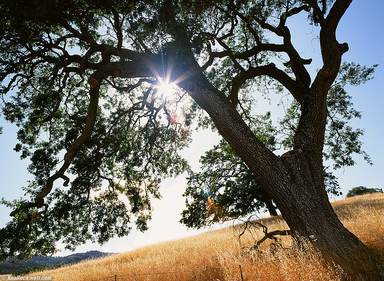 Oak, Carmel Valley, California