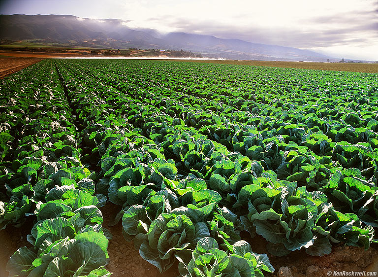 Collard Greens, Arroyo Seco Road