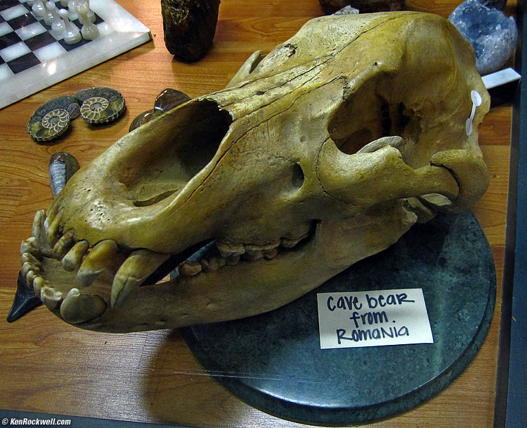 Romanian Cave Bear