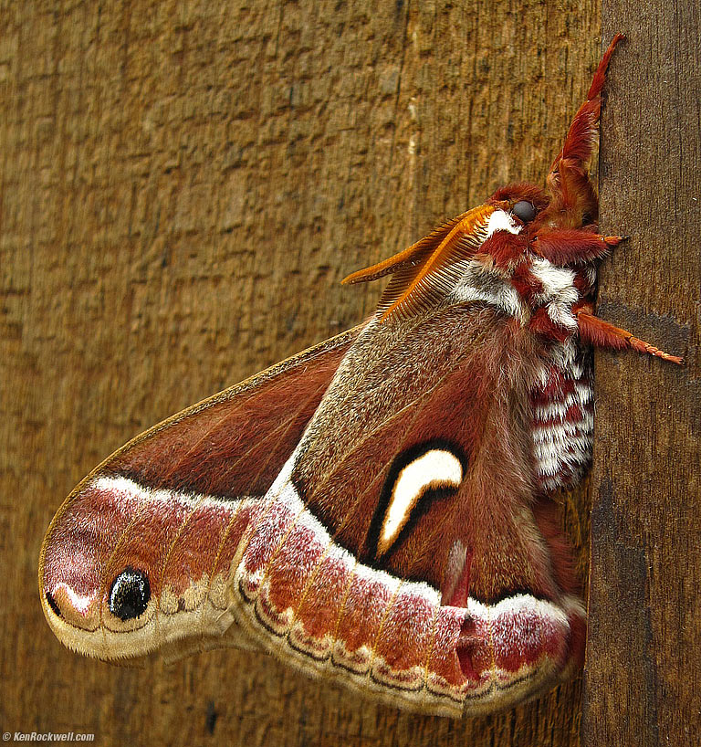 Moth, Clem Miller Educational Center, Point Reyes, California, 12:05 PM.
