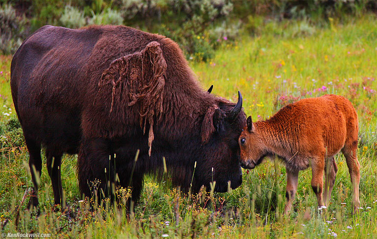 Bison
