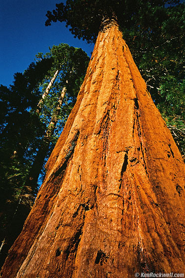 Redwood - M3