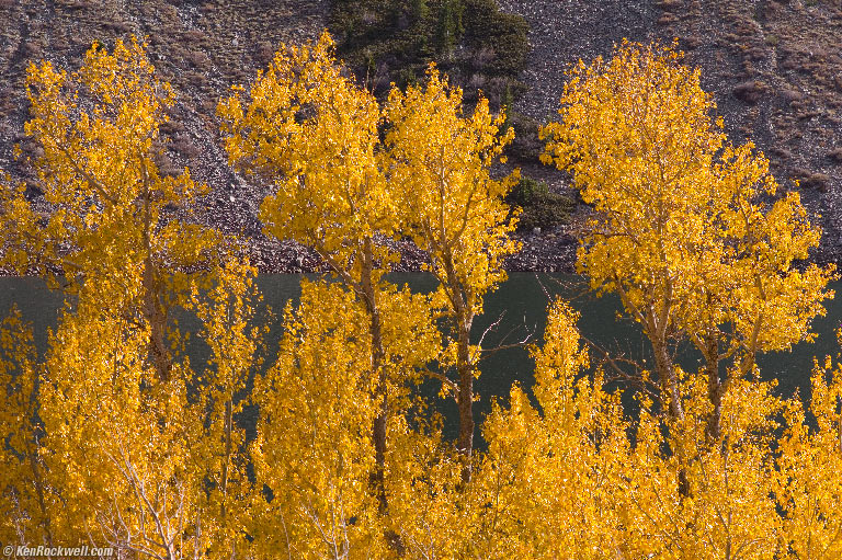 Three Yellow Trees