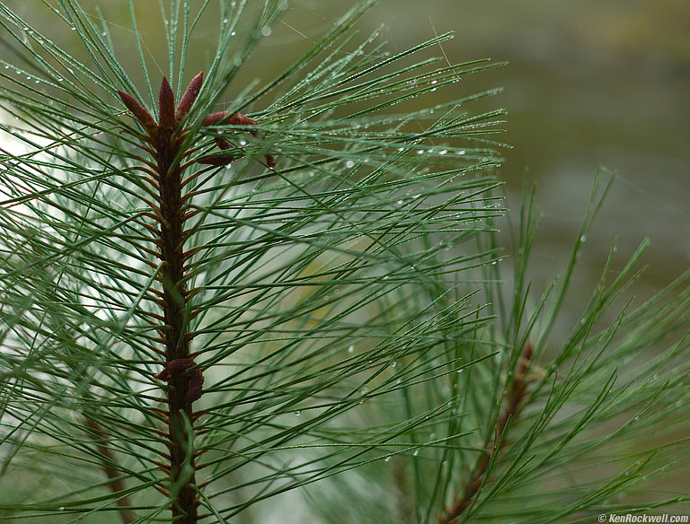 Pine in dew