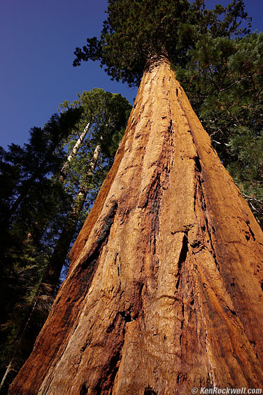 Redwood - M9