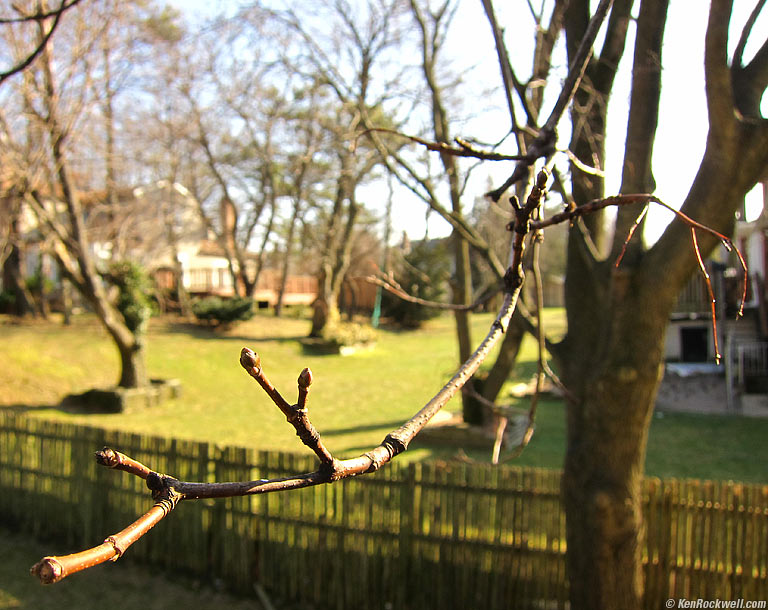 My Tree