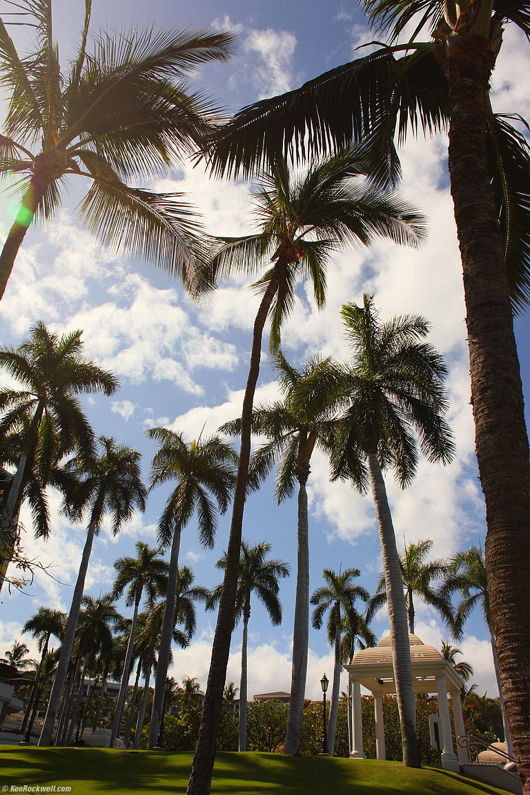 Palms, Grand Wailea, Maui. 9:19 AM.