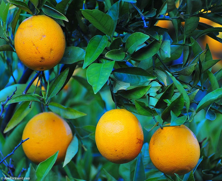 Oranges, Los Padres Inn, San Luis Obispo, California, 8:25 PM.