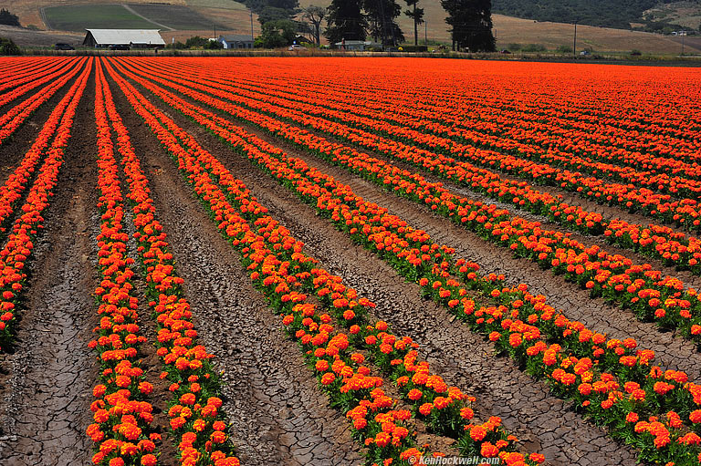 Rows of Orange, San Luis Obispo, California, 11:57 AM.