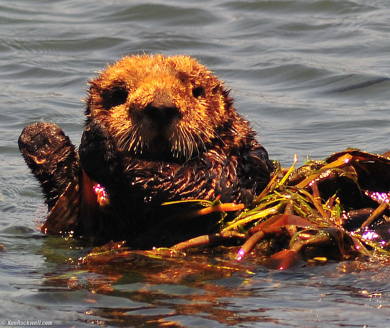 Otter, Morro Bay, California, 12:55 PM.