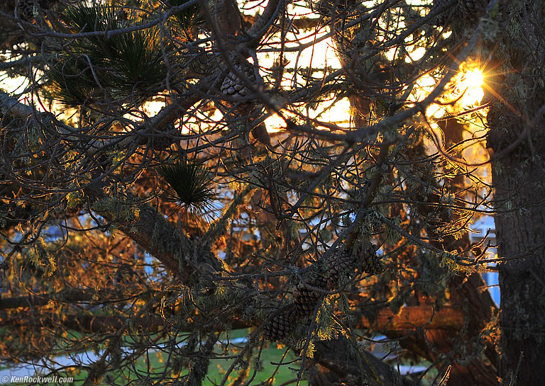 Sun in Tree, San Simeon, California, 7:57 PM.