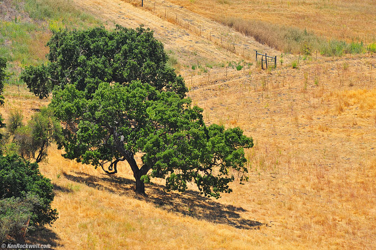 Oak, Solvang, California, 1:18 PM.