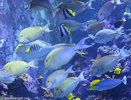 Maui Ocean Center