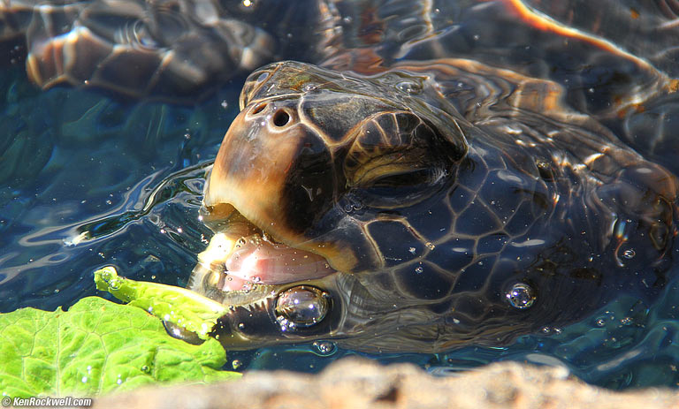 Turtle eating his num-num, 2:34 PM. 