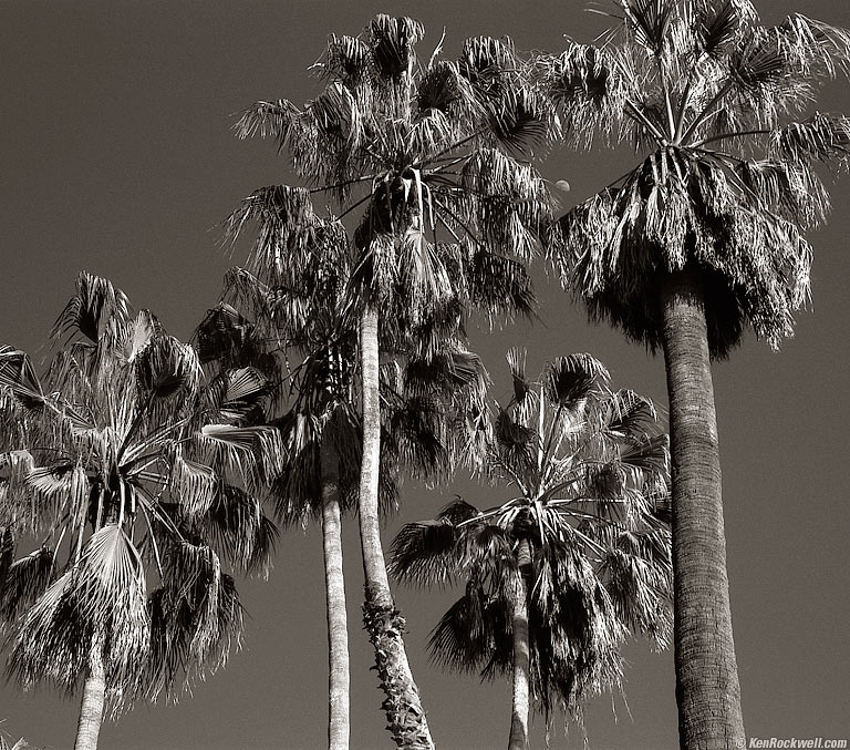 Palms and Moon