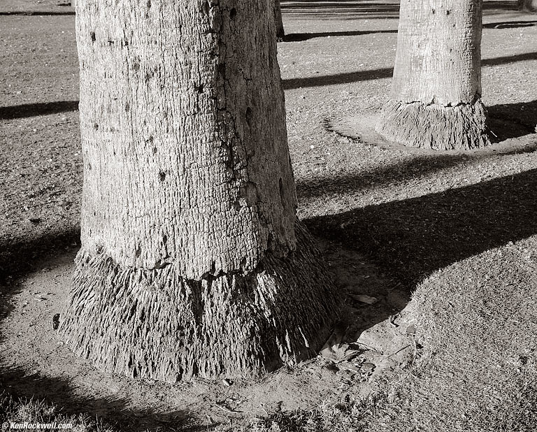 Palms