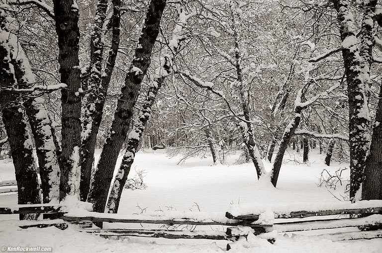 Trees and Fence