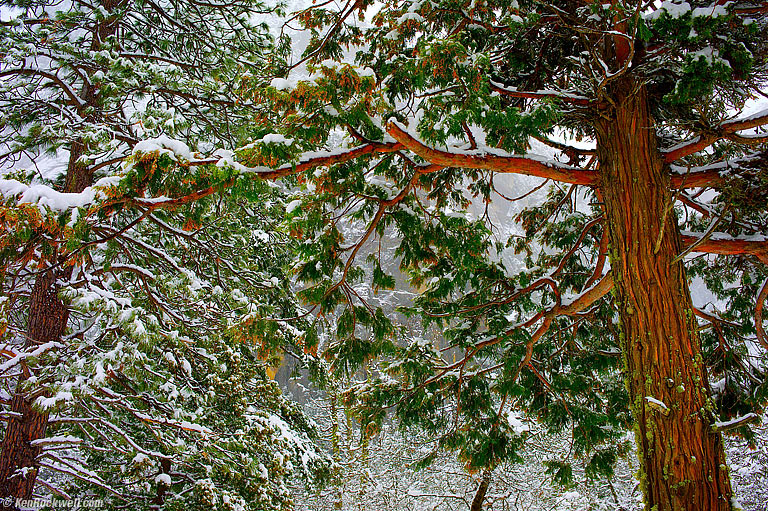 Trees in Snow, Yosemite