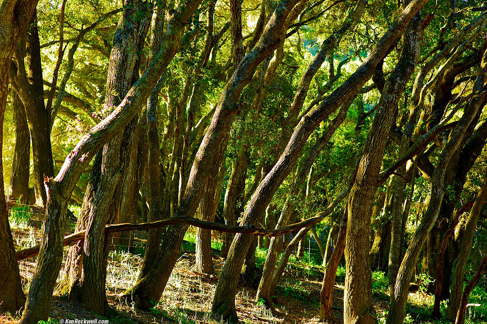 Tree Bridge, San Luis Obispo