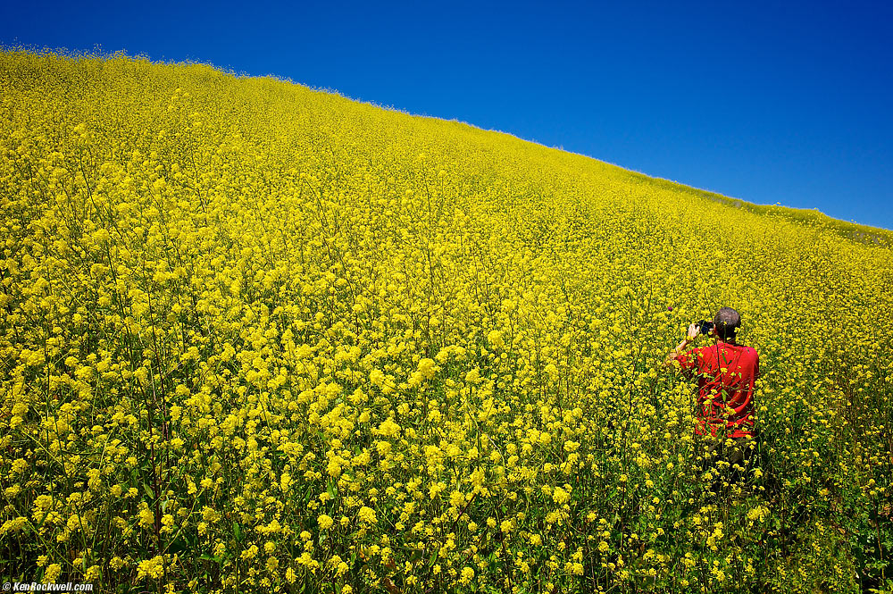 Lance Armstrong Photographing in a field of mustard in France