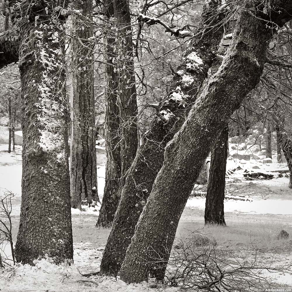 Christmas Trees, Yosemite Valley