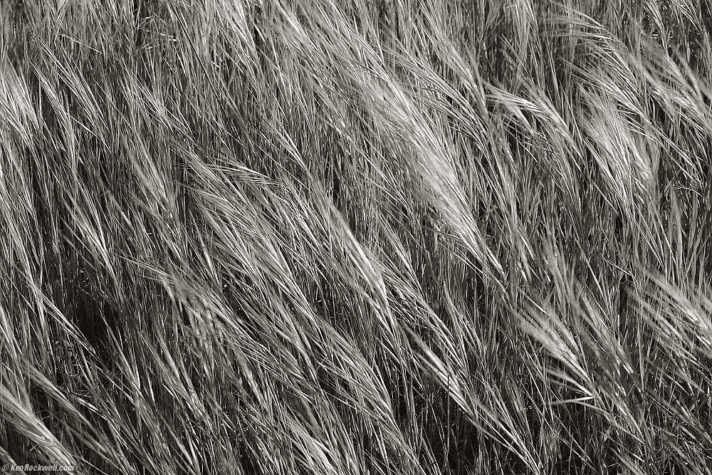 Grass, Monta&ntilde;a de Oro